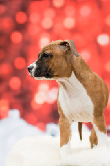 Weihnachtlicher Hund