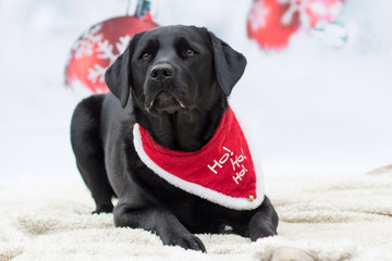 Weihnachtlicher Hund