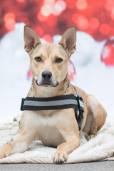 Weihnachtlicher Hund