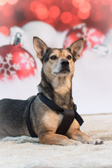 Weihnachtlicher Hund