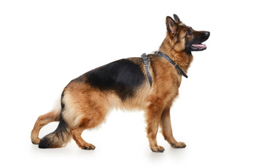 Naklejka na ściany i meble Young Fluffy German Shepherd Dog in exhibition standing against white background. Two Years Old Pet. Purebred dog in the rack.