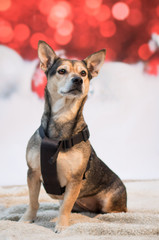 Weihnachtlicher Hund