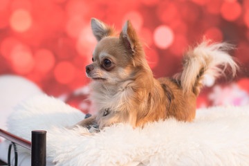 Weihnachtlicher Hund