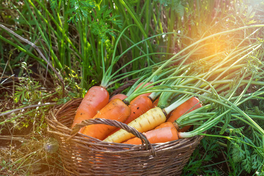 Freshly picked carrots in a basket in a carrot field on a farm on a sunny day. Coloring and processing photo with soft focus in instagram style.