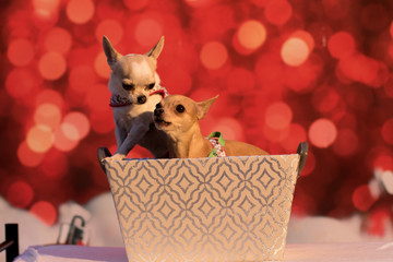 Weihnachtlicher Hund
