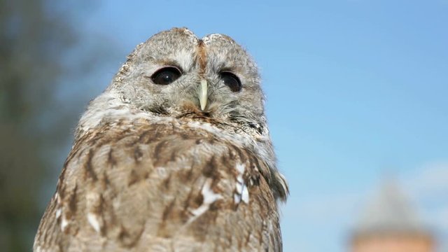 Tamed owl in the city outdoors. Close-up