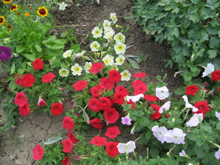 Red and white flowers