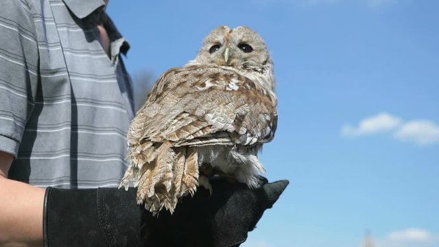 Tamed owl in the city. Man holding a cute owl on a leash. A wild bird domesticated by man