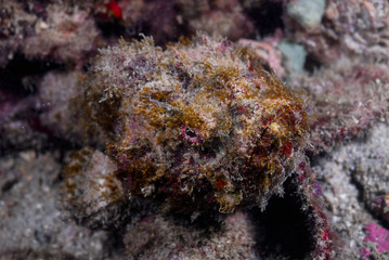 Devil Scorpionfish