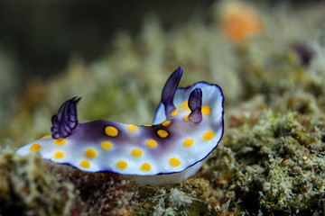 Nudibranch