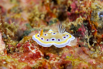 Nudibranch