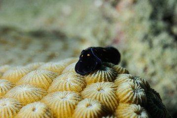 Sea slug on coral