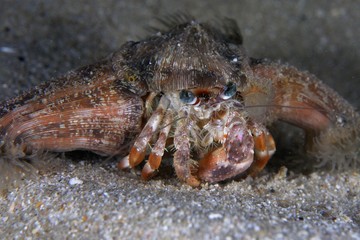 Hermit Crab with anemone