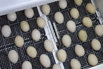 The eggs of a musky duck lying in an incubator.