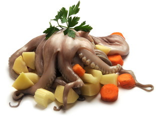 Octopus vulgaris Gewone seekat Obična hobotnica Közönséges polip Pulpo أخطبوط شائع Ośmiornica zwyczajna Polpo Pieuvre Осьминог обыкновенный Poulpe Gewöhnlicher Krake 普通章魚 Polpi תמנון החוף © Comugnero Silvana