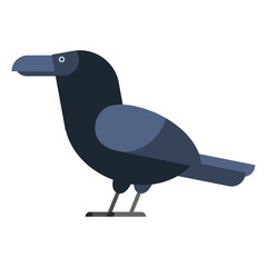 Carrion crow raven vector illustration.