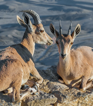 Two nubian ibex ( Capra nubiana ) in Mizpe Ramon - Israel