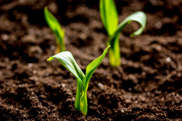 Concept appearance of life - sprout from soil close up