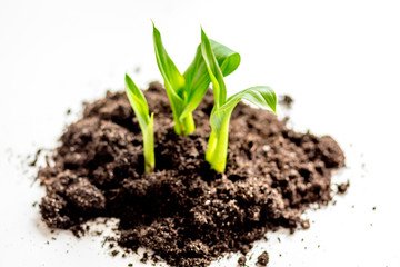 Concept birth of idea- sprout from soil on white background