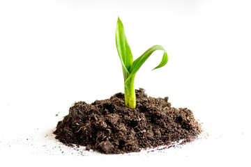Concept birth of idea- sprout from soil on white background
