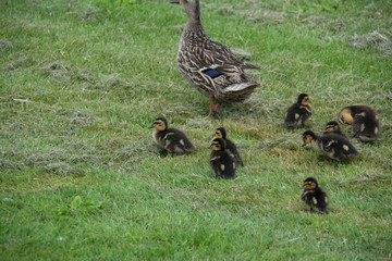 mother and ducklings