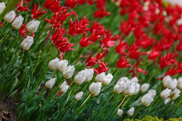 Red and white flowers on a spring day