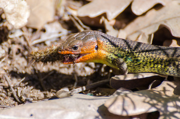 lagarto comiendo insecto