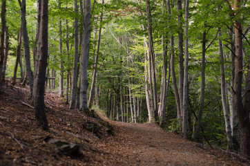 Obraz premium sendero en el bosque en otoño