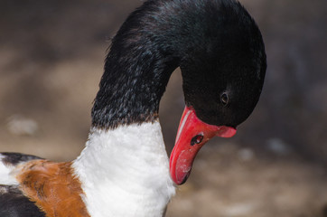 pato cuello blanco y pico rojo