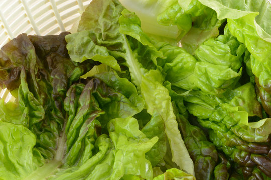 Freshly rinsed red leaf lettuce in salad spinner bowl