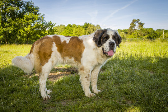 st bernard