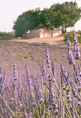 Obraz premium Lavender flowers growing in a field with tree-shaded shed in background.
