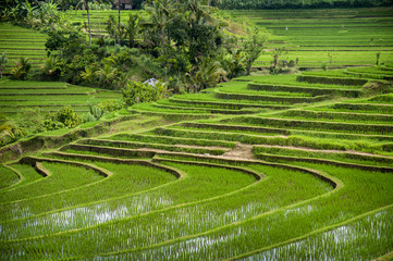 Bali Rice Fields. The village of Belimbing, Bali, boasts some of the most beautiful and dramatic rice terraces in all of Indonesia. Morning light is a wonderful time to photograph the landscape.