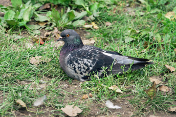 One pigeon sit on the grass