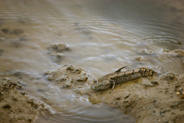 Fototapeta na wymiar Mudskipper on the mud