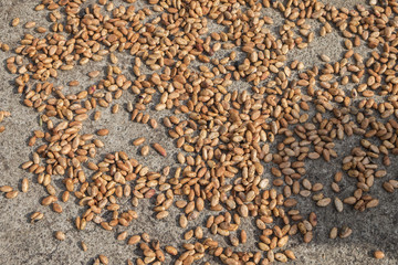 Drying Cocoa Beans, Ecuador