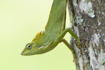 Chameleon. Chameleons are reptiles that are part of the iguana suborder. These colorful lizards are...