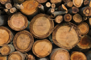 Fototapeta premium Wood