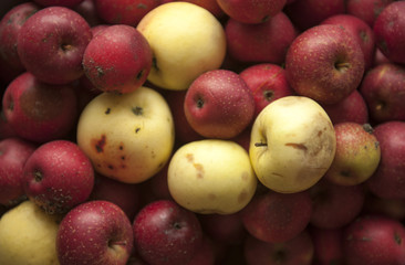 Fresh eco green apples in wooden box in the garden