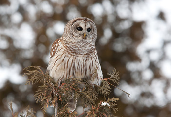 Obraz premium Barred owl (Strix varia) perched on a branch in winter in Ottawa, Canada