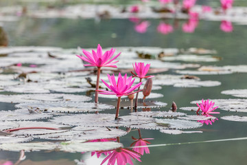 Lotus blossom flower at Hanoi, Vietnam