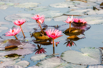 Lotus blossom flower at Hanoi, Vietnam