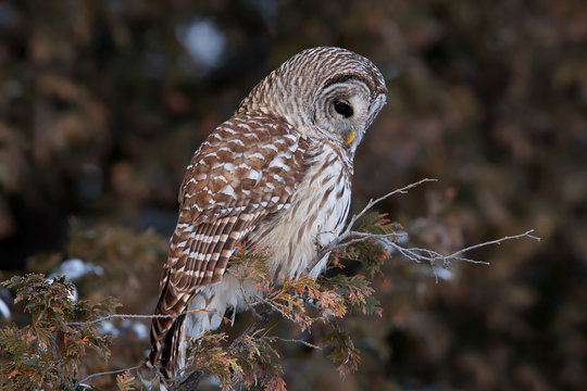 Barred owl (Strix varia) perched on a branch in winter in Ottawa, Canada