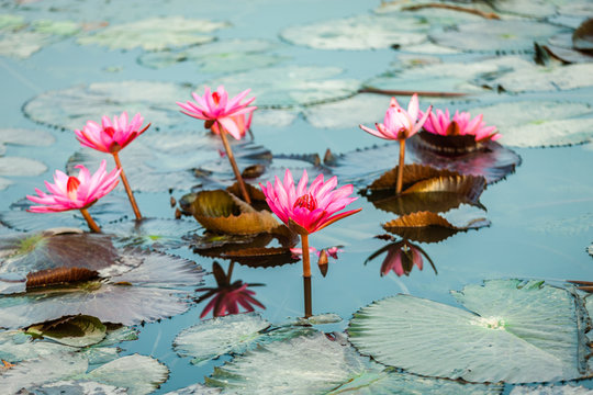 Lotus blossom flower at Hanoi, Vietnam
