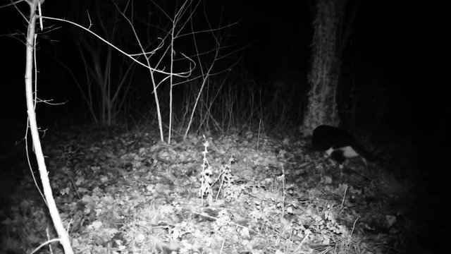 Cat walk and smell in a wood in the night. Full HD 1080p domestic, black and white cat.
