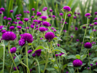 Fototapeta na wymiar A lot of Amaranth purple flower in a Garden