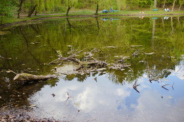 Spring Park. Lake in the spring park. Spring landscape.