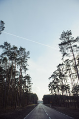 asphalt road and forest