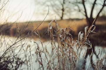 evening scene on river