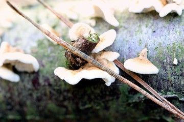 Wasserkugelspringer zwischen dem Pilz und einem Zeig